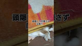 頭隠して尻隠さず#うさみ#うさぎ#Rabbit#bunny