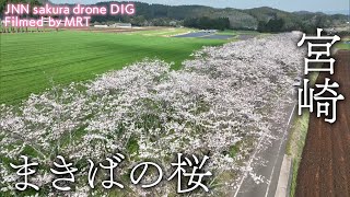 まきばの桜　宮崎県小林市【JNN sakuraドローンDIG】