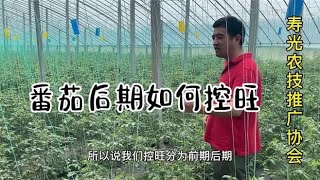 番茄一直徒长控制不住旺长怎么办，这几个方法赶紧学起来