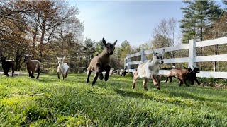 32 baby goat morning stampede