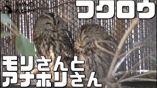 ふわふわもこもこ　モリフクロウとアナホリフクロウ　大宮公園小動物園　2022/1/26 Owl OMIYA PARK SMALL ZOO IN SAITAMA