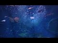 アクアワールド茨城県大洗水族館　iwashi life　2023.11.08　10 00～