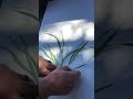 Staging wheat is an art as well as a science | Corteva Agriscience Canada