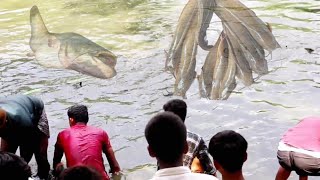 Amazing Hand Fishing | আশ্চর্যজনক হাত দিয়ে মাছ ধরা | অনেক বড় বড় দেশী মাগুর মাছ | fish farm