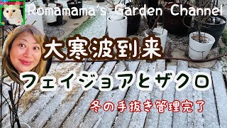 【フェイジョア栽培】寒波到来！植木鉢がカチカチに凍った！フェイジョアやザクロの手抜き冬管理　#ざくろ栽培  #マカデミアナッツ栽培