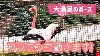 【天王寺動物園】フラミンゴを見てみよう!