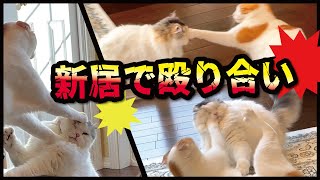 新居で大ゲンカ！！渾身の左ストレートをまともにもらった後輩猫がついに…！！【プレミア配信】【関西弁でしゃべる猫】【猫アテレコ】