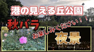 港の見える丘公園   秋バラ＆夜景　お楽しみください！！