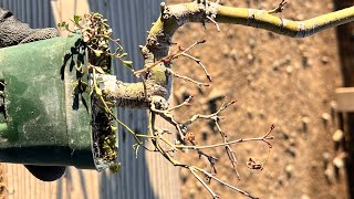 [IZH] Strong pruning of Izuhime maple #bonsai