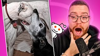 O que tem de errado com seu CACHORRO? | Quartas-Reddit #63