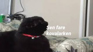 Makro Açan Kedi (by. OhEye)