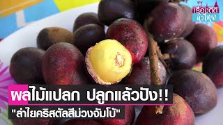 ลำไยคริสตัลสีม่วงจัมโบ้ พืชเศรษฐกิจใหม่มาแรง I เรื่องดีดีทั่วไทย I 06-08-64