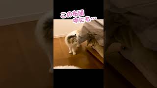 猫の置物にはダマされへん猫 #Shorts 【猫アテレコ】