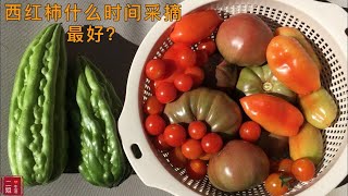 西红柿/番茄什么时间采摘最好？When are Tomatoes ready to pick?