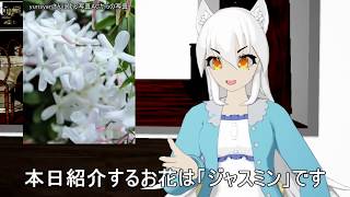 【日刊挨拶動画】2019年6月8日 ジャスミンの花言葉