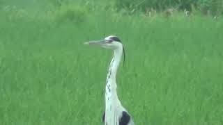 水田のアオサギ　Grey heron