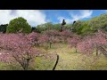 【常陸大宮市】やすらぎの里公園の八重桜