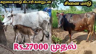 கறவை மாடு மற்றும் சினை மாடு குறைவான விலையில் விற்பனைக்கு..