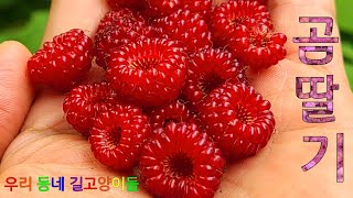 새콤달콤한 #곰딸기, 꽃잎을 붙여놓은 듯 #곰딸기꽃, #Wine #raspberry, ウラジロイチゴ, Rubus phoenicolasius Maxim., 장미과, #길고양이