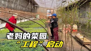 农民王小：卖菜苗老板真实在，东北一年一度种菜园，老妈最大爱好