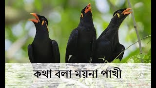 Amazing Talking Myna Bird//কথা বলা ময়না পাখী