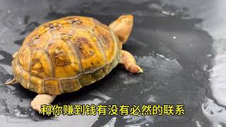 【投资乌龟赚钱】调侃一下这个的龟圈，以及分享一下我的思路！