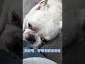 【动物情感世界】德国牧羊犬与法国斗牛犬的生活对比分析 观察实录