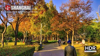 [4K HDR] Shanghai Autumn Leaves Walking Tour 🍁Luxury condominium area Gubei 上海红叶步行之旅 豪华公寓区古北