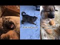 Funny And Cute German Shepherd Puppy Compilation