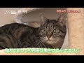 リモートワークで働く猫社員が活躍