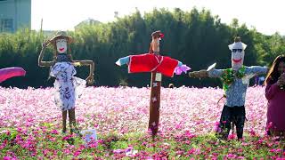 2019桃園花彩節-平鎮展區(JEFF 4K video)- Taiwan Taoyuan Daxi Flower Festival Cosmos Landscape#jeff0007