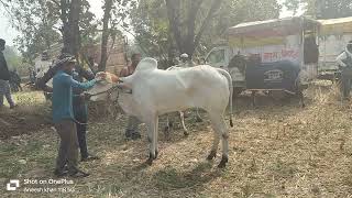 शुक्ला जी सिवनी ऑल बैल जोड़ी पट प्रतियोगिता मानेगांव #indiaoxrace #animals