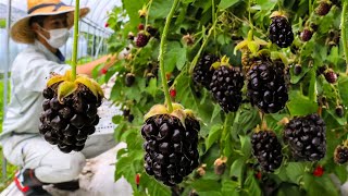 How to Farming Millions Pounds Of Blackberry - Blackberry Cultivation And Harvesting Technique 2023