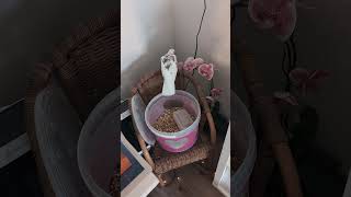 Emilio thinks he found an interesting spot in the birdroom ... (pied ringneck dove)