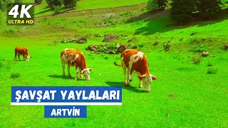 ŞAVŞAT YAYLALARI - ARTVİN  (Black Sea of Turkey)