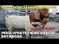 Malalaking Ganaduring Kambing Padre Garcia Batangas..