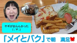 【豊橋のカフェ】きっと人気のあるお店でモーニング　メイとバクさんへ／Morning at a popular shop.