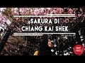 KITA JALAN-JALAN | Ke CKS Liat Sakura!!! #TAIWAN