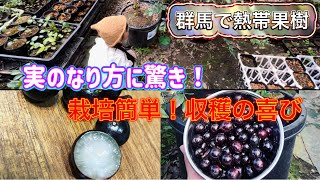 【熱帯果樹】ジャボチカバは不思議な実のなり方・育てやすい・美味しい！素晴らしい果樹。群馬県での栽培記録。子供と収穫の喜びを味わおう。