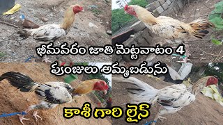 Too top quality భీమవరం జాతి 4 పుంజులు :-9951441440 #nanifarms #bhimavaram