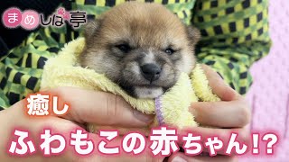 【豆柴犬】かわいい赤ちゃんたちの体拭き！まめしば亭ブログvlog