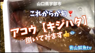 【アコウ】【キジハタ】【魚捌き動画】これからが旬❣️アコウを捌いでみます👍🐟💕