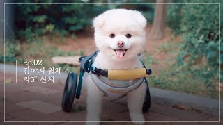 산책을 해본적 없던 강아지에게 휠체어를 선물했습니다 [Eng Sub]