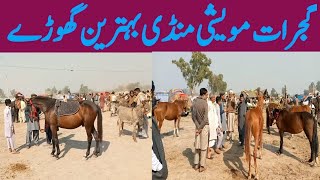 Gujarat Moweshi Mandi and horse market/ janwarmandi pk/shazar Riaz official