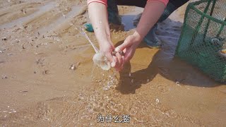 海水退去后，八爪鱼，猫眼螺，大海螺刚要卧沙，就被大梅逮了正着