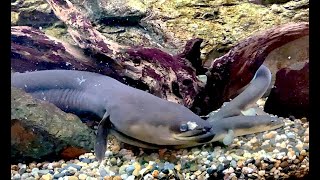 ウナギ、ニホンウナギ　Japanese eel　Anguilla japonica