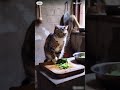 harvest leeks to make processed meat by cat chefs👩🏻‍🍳🐱cr:douyin(id in video)#shorts #catvideos