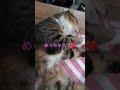 定時報告…ひま…❤ 猫のいる暮らし タマ 保護猫