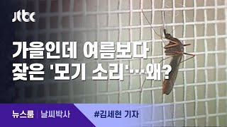 [날씨박사] 가을인데 여름보다 잦은 '모기 소리'…왜?  / JTBC 뉴스룸