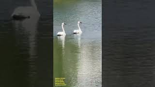 #naturelovers #canada #canadianyoutubers #swans #truelove #swansfamilycanada #ontariocanada #axomiya